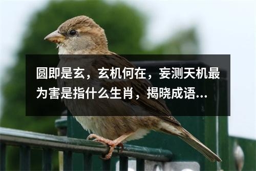 圆即是玄，玄机何在，妄测天机最为害是指什么生肖，揭晓成语解释作答   实时词语意释