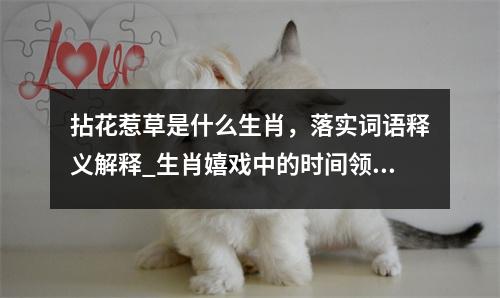 拈花惹草是什么生肖，落实词语释义解释_生肖嬉戏中的时间领悟实时意释