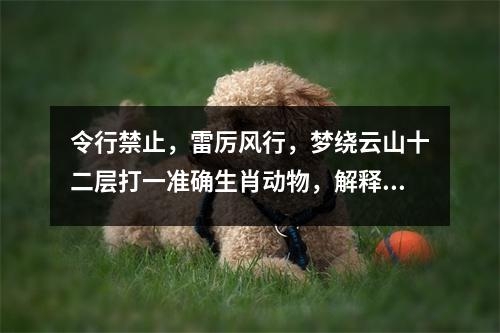 令行禁止，雷厉风行，梦绕云山十二层打一准确生肖动物，解释释义揭晓_生肖勇猛如的春天挑战实时意释
