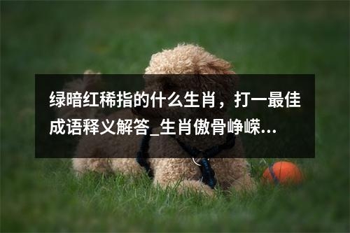 绿暗红稀指的什么生肖，打一最佳成语释义解答_生肖傲骨峥嵘的领导者实时意释