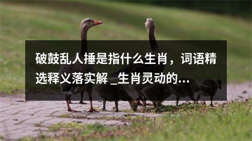 破鼓乱人捶是指什么生肖，词语精选释义落实解 _生肖灵动的春耕使者实时意释