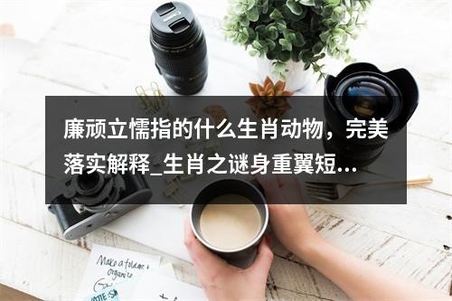 廉顽立懦指的什么生肖动物，完美落实解释_生肖之谜身重翼短实时意释
